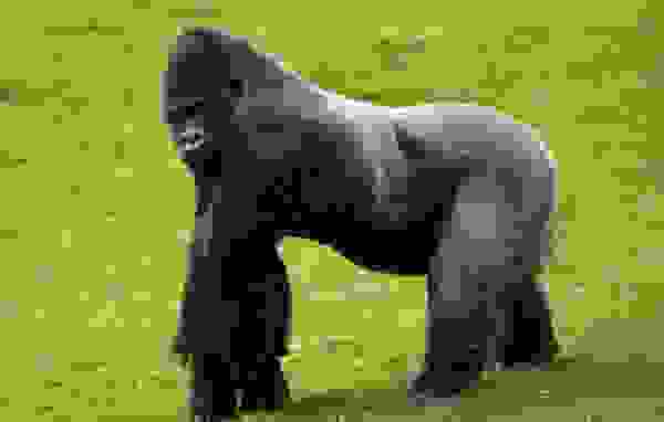 gorila3
