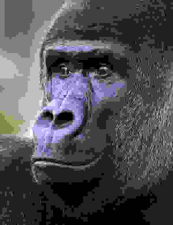gorila4