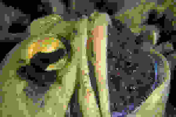 jawfish1