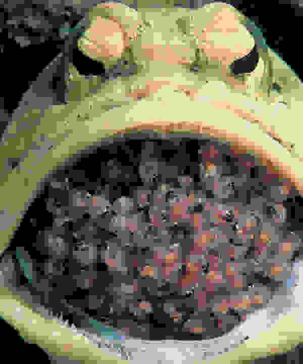 jawfish2