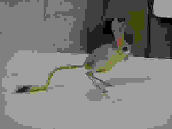 jerboa1