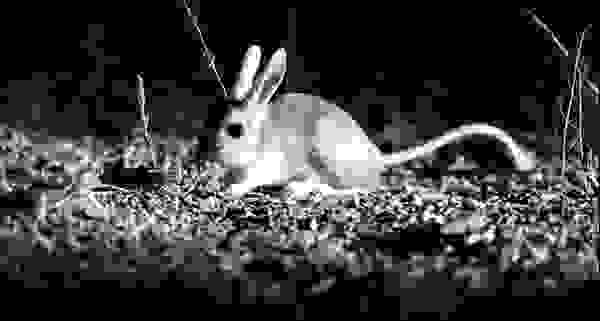 jerboa2
