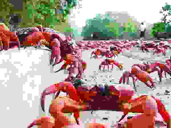 kavouri4