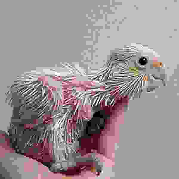neogennita-zwakia papagalos