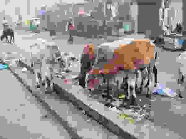 othet india31