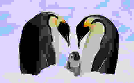 penguin2