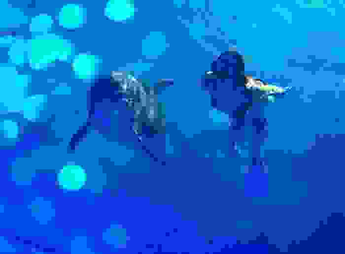 photakia10