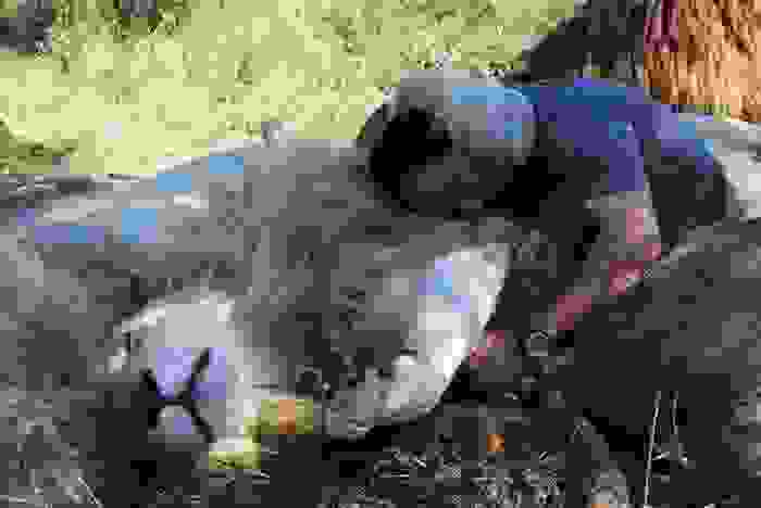 photakia7