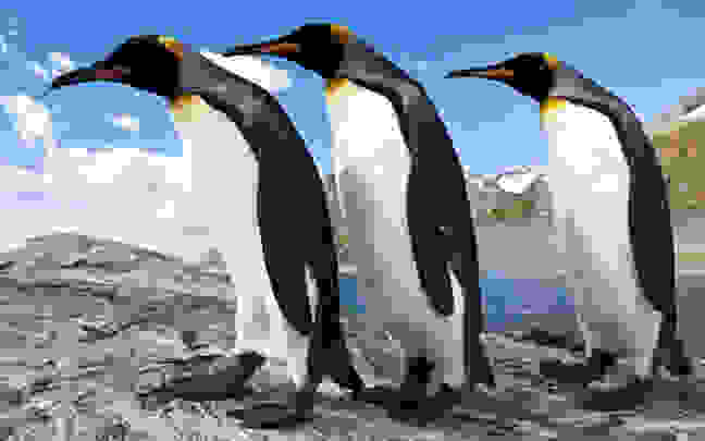 pigkouinoi3