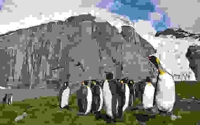 pigkouinoi5