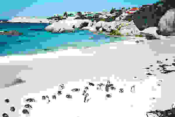 pingo4