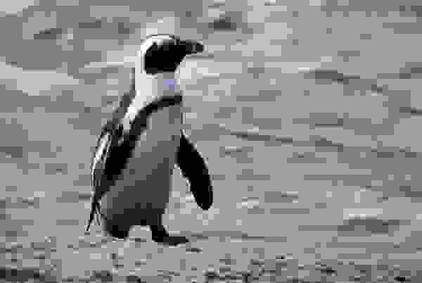 pingo5