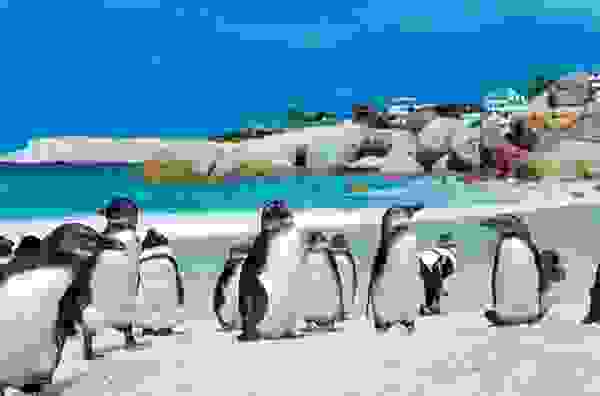 pingo6