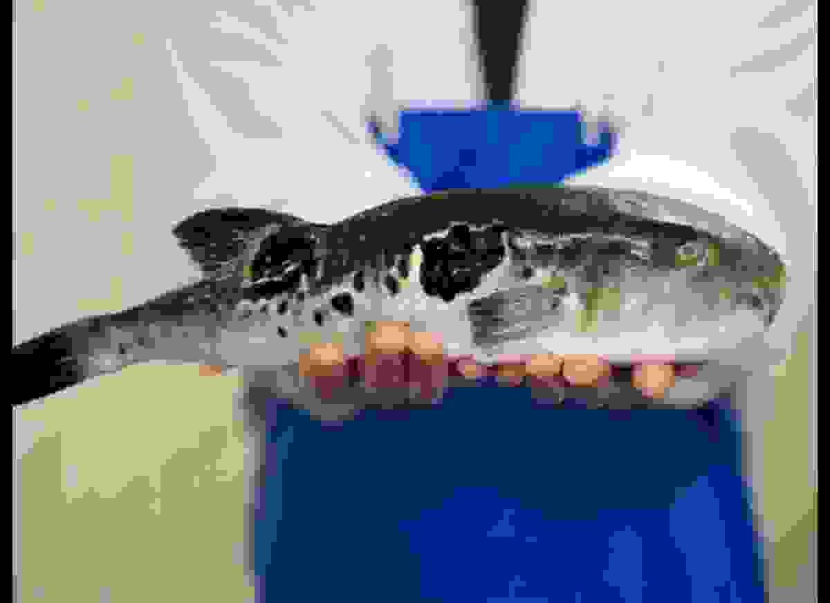 psari