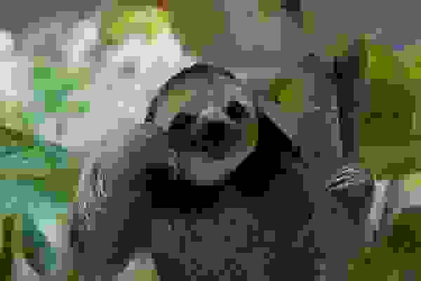 sloth13