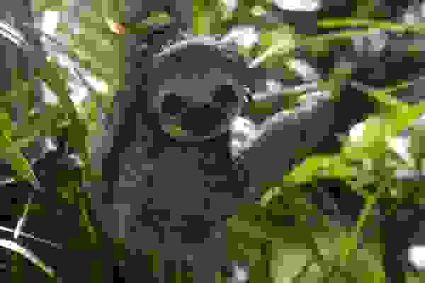 sloth6