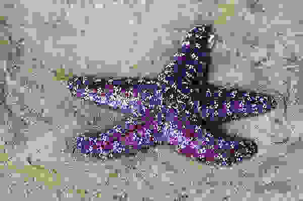 starfish1