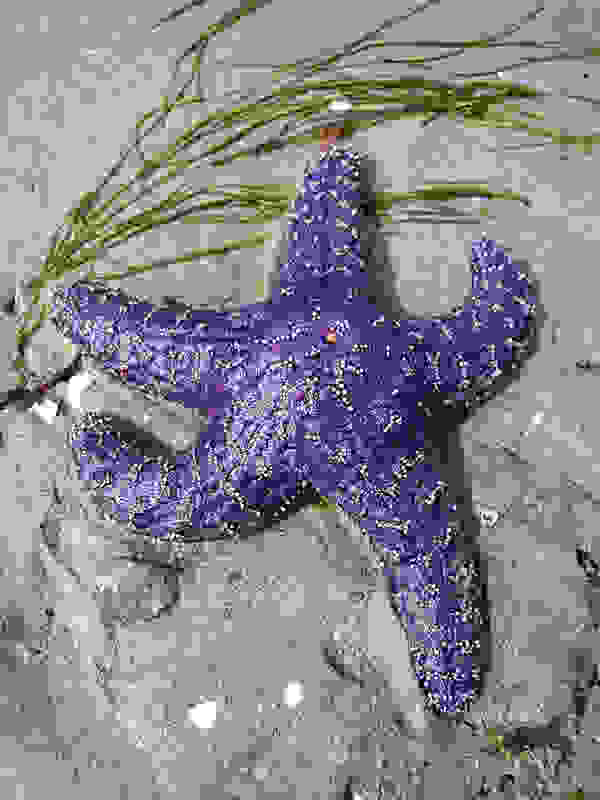starfish2