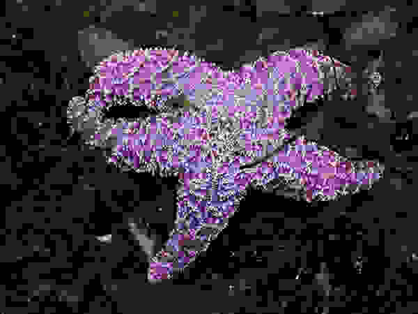 starfish5