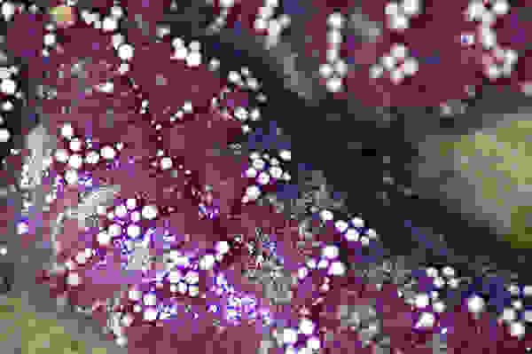 starfish6