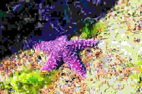 starfishbest1
