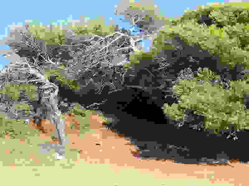 tree3