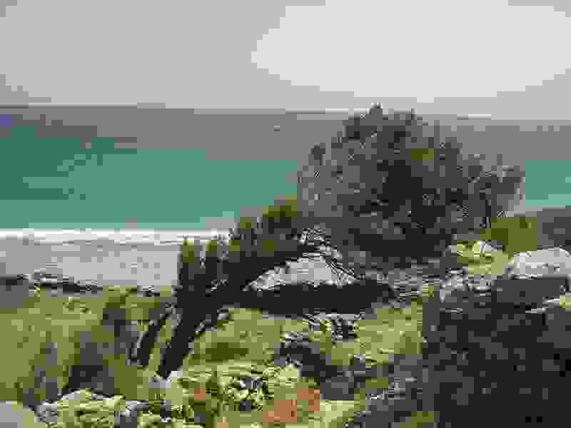 tree4