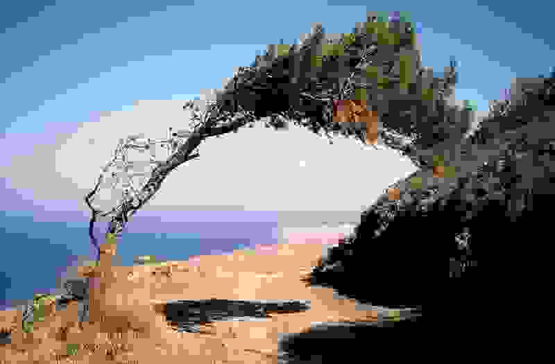 tree5