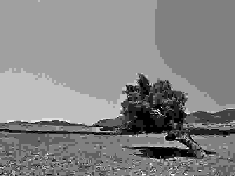 tree6