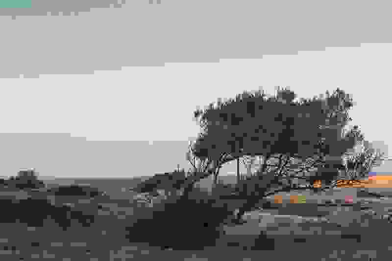 tree7