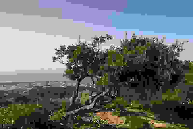 tree8