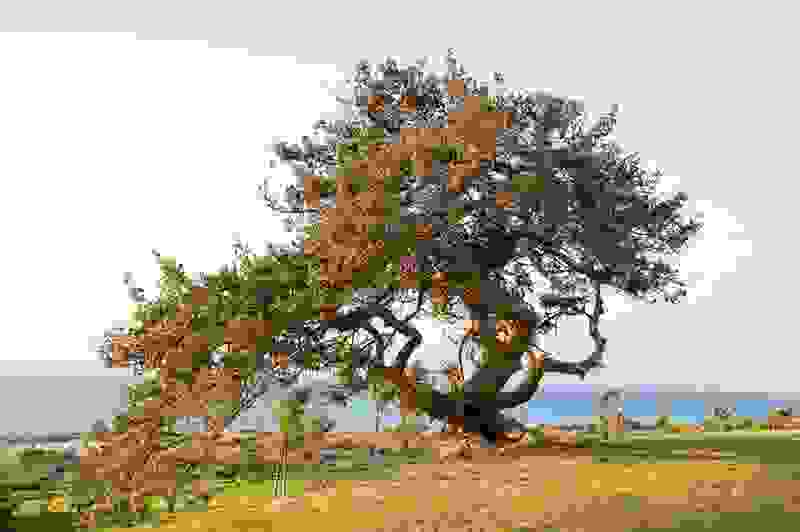 tree9