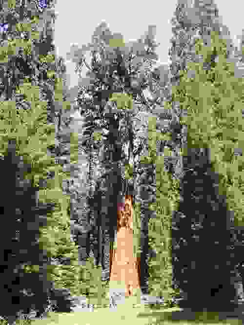 tree91
