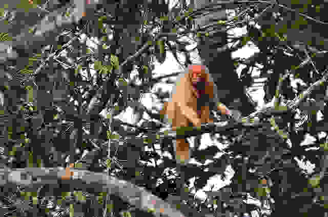 uacari 2