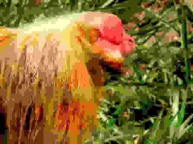 uacari 4
