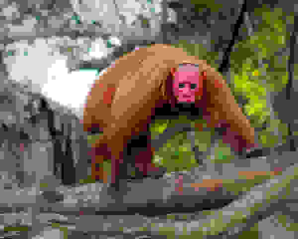 uakari5