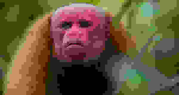 uakari6