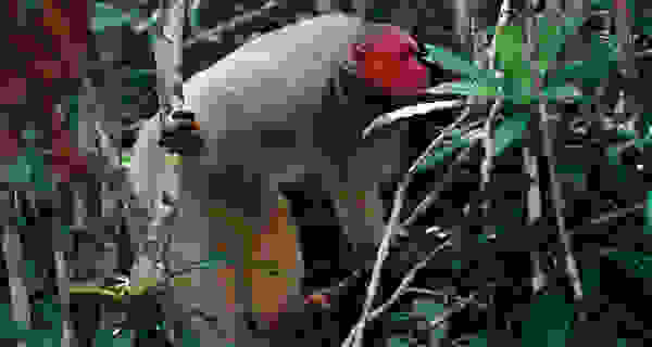 uakari8
