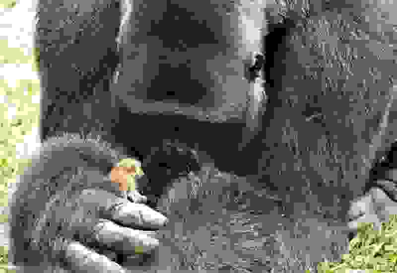gorilas333.jpg