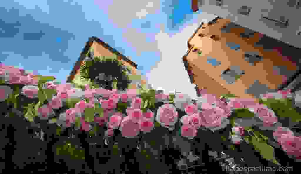 grasse-i-poli-ton-louloudion594.jpg