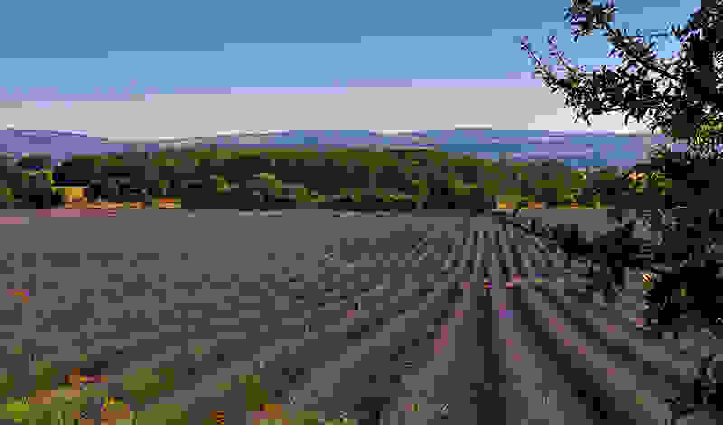 grasse-i-poli-ton-louloudion8d.jpg