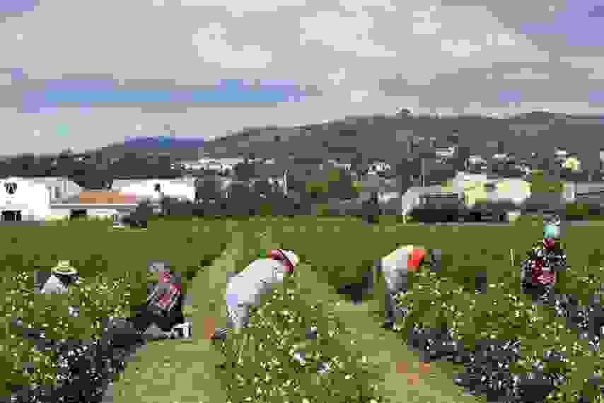 grasse-i-poli-ton-louloudionFields-Jasmine.jpg