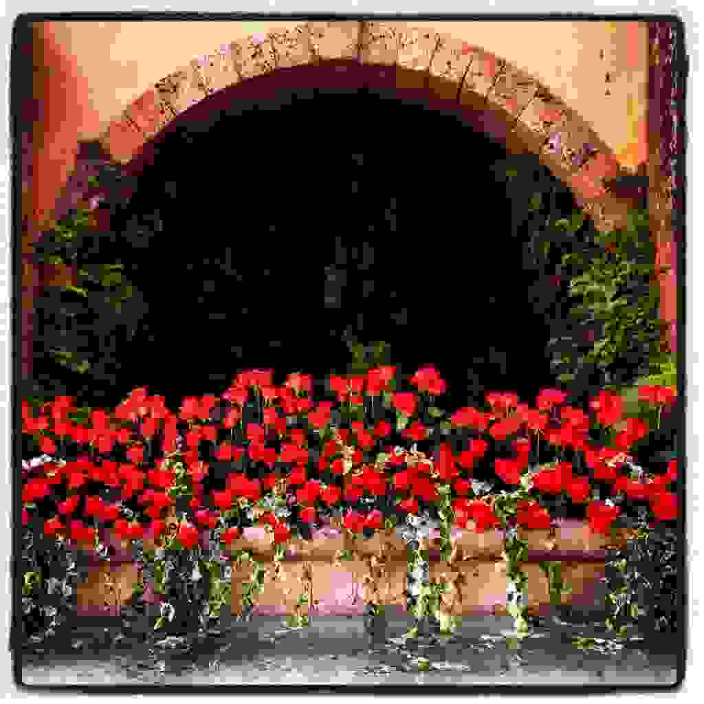 grasse-i-poli-ton-louloudionRose4.jpg