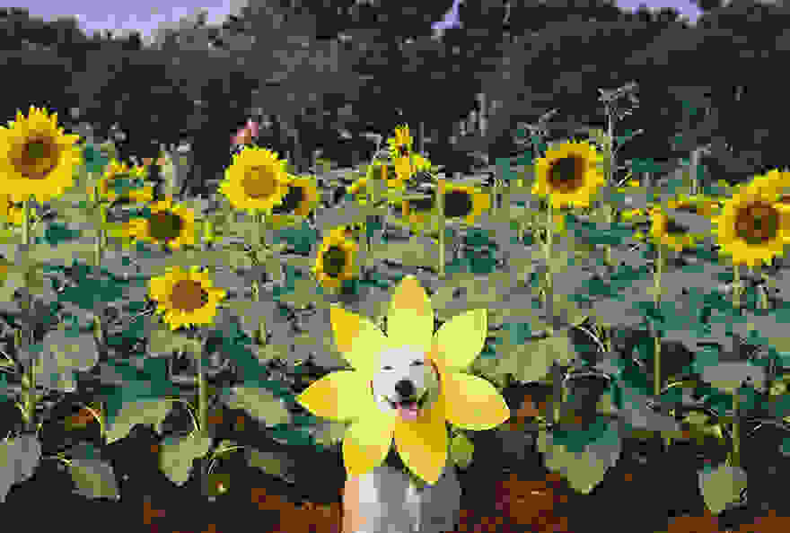 happy-dog-photography-gluta-thailand-14.jpg