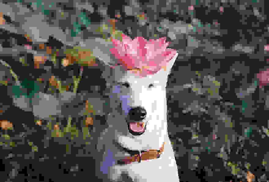 happy-dog-photography-gluta-thailand-15.jpg