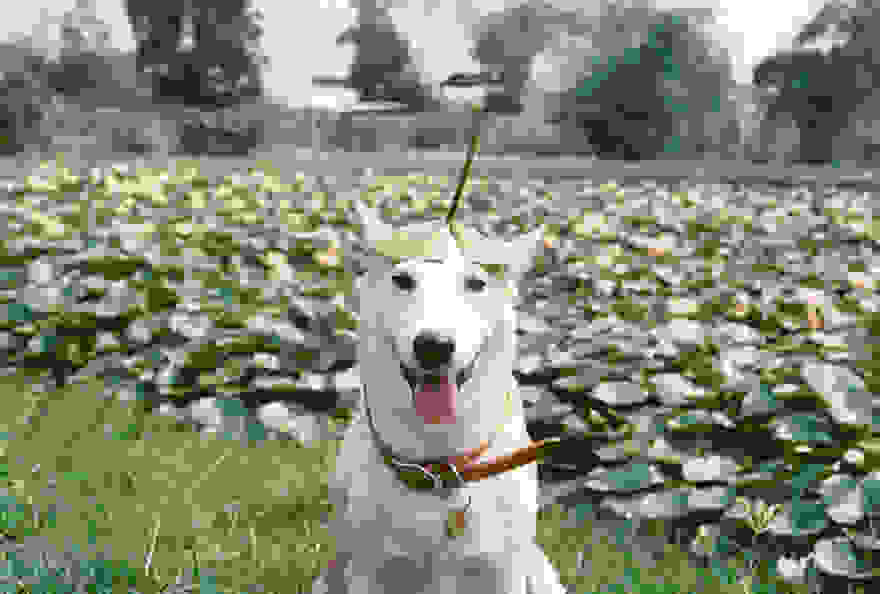 happy-dog-photography-gluta-thailand-18.jpg
