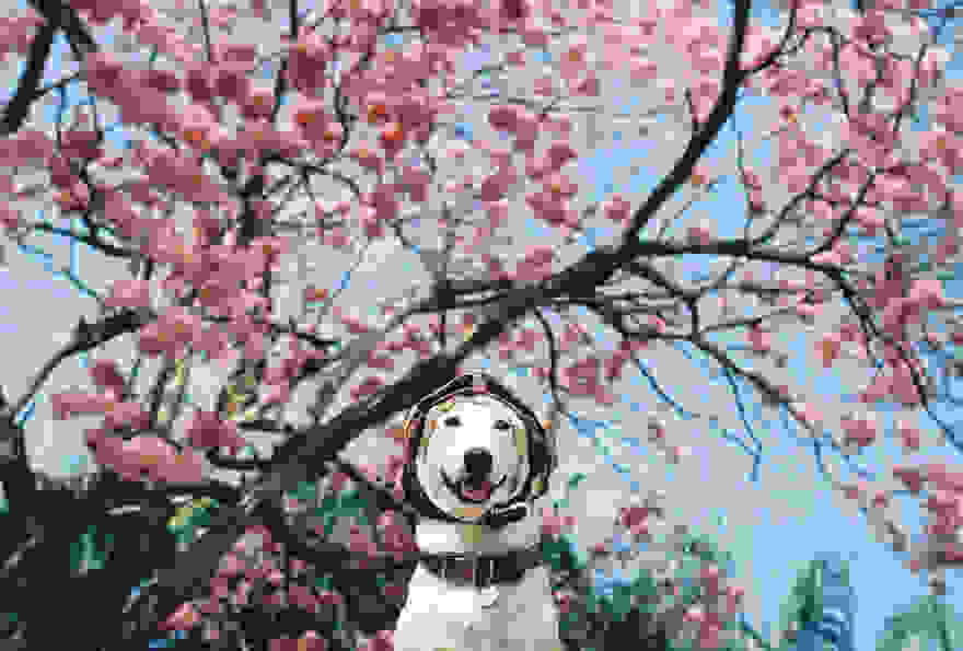happy-dog-photography-gluta-thailand-20.jpg
