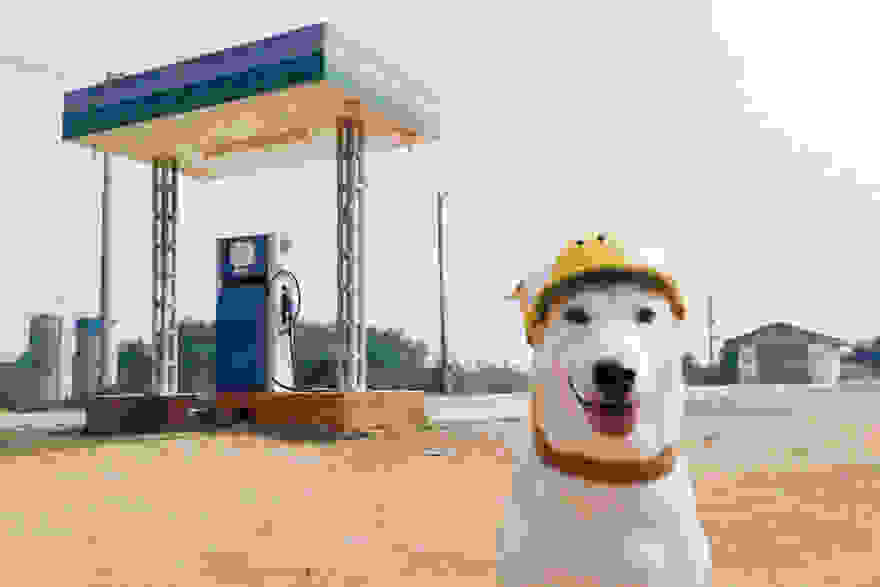 happy-dog-photography-gluta-thailand-21.jpg
