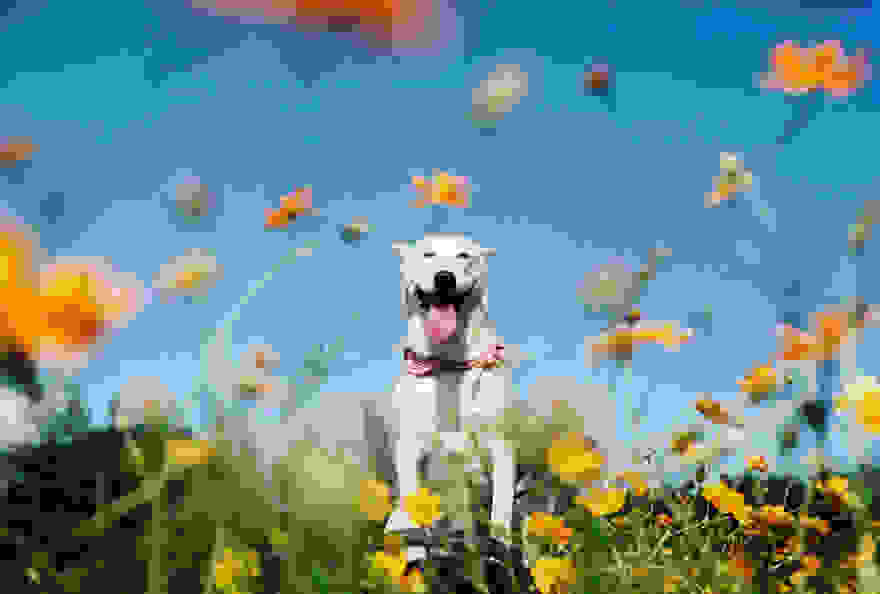 happy-dog-photography-gluta-thailand-22.jpg