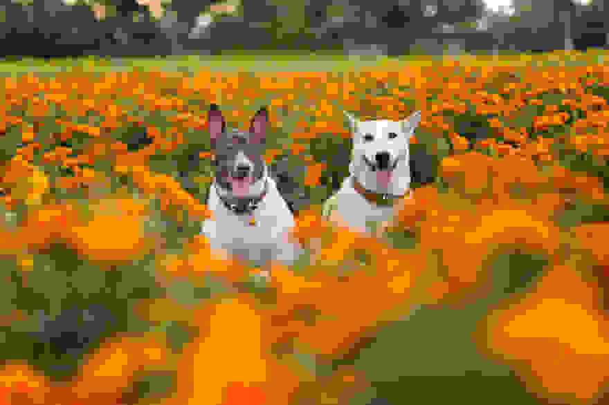 happy-dog-photography-gluta-thailand-23.jpg